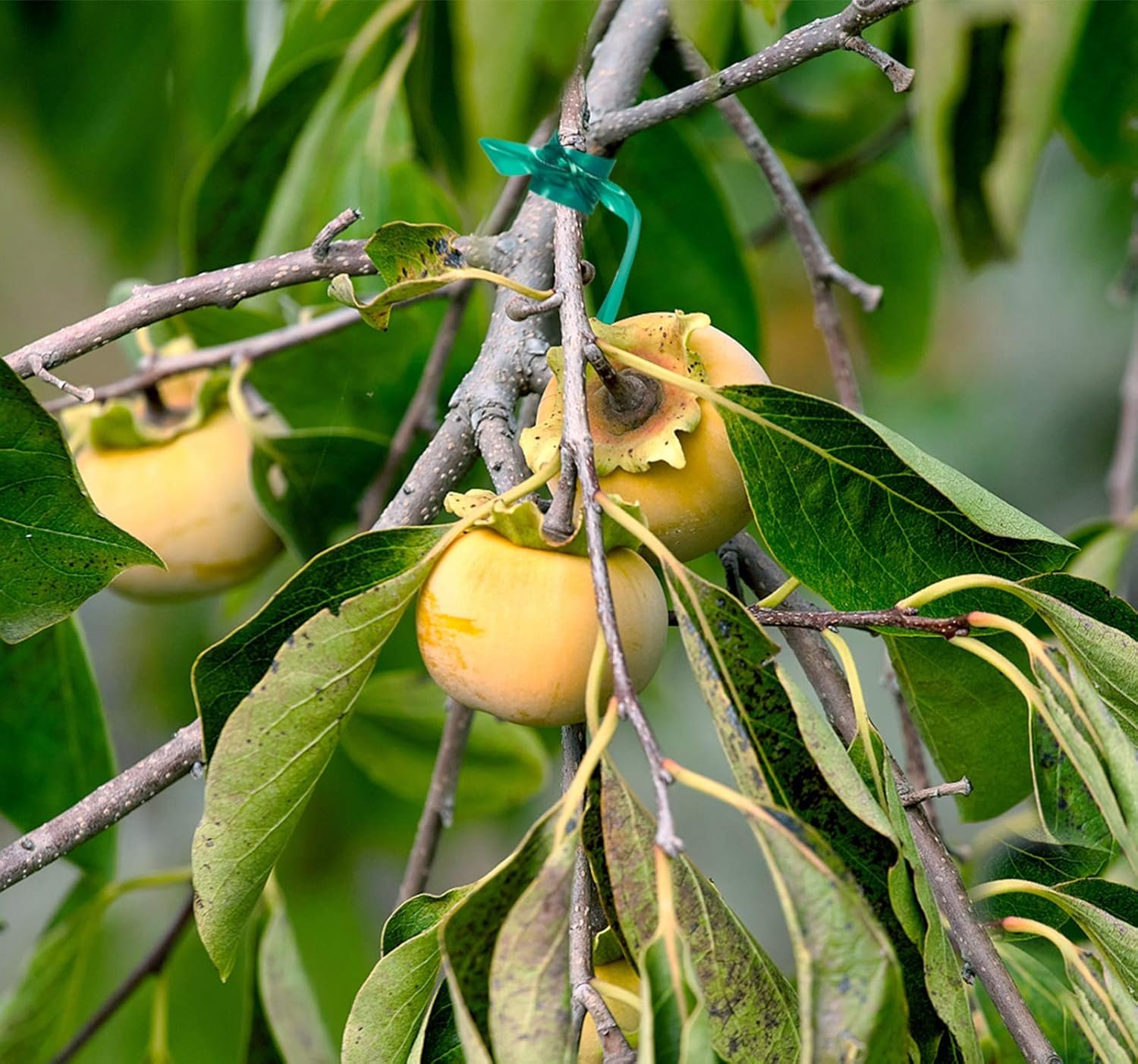 Stretch Plant Tie Tape – 300 Ft for Garden & Plant Support - Image 6